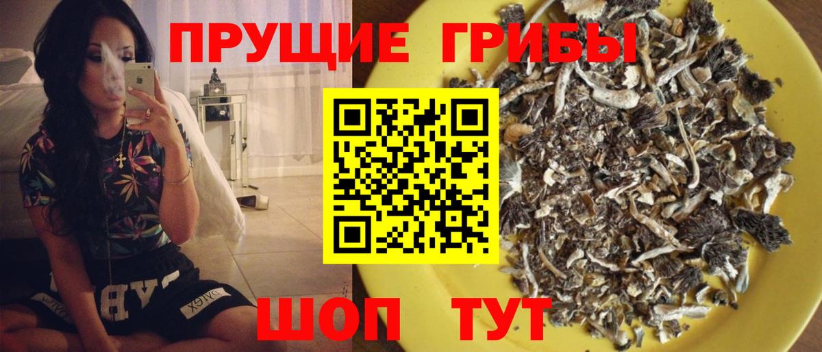 Псилоцибиновые грибы Psilocybe Тында